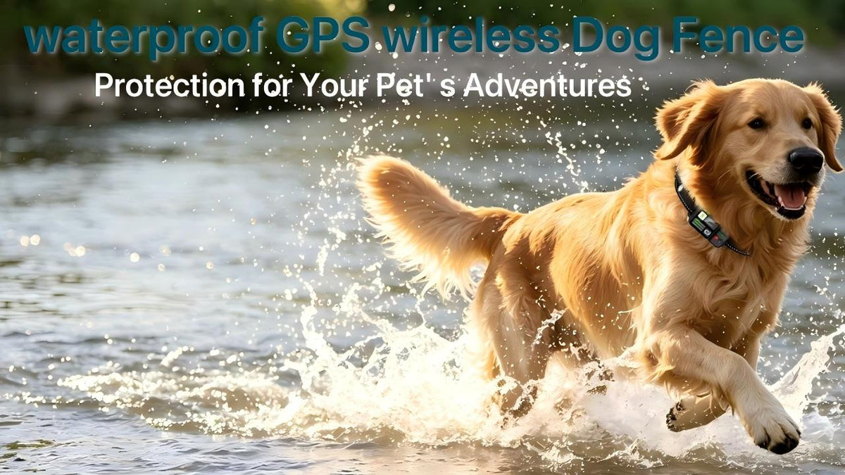 Pet Supplies